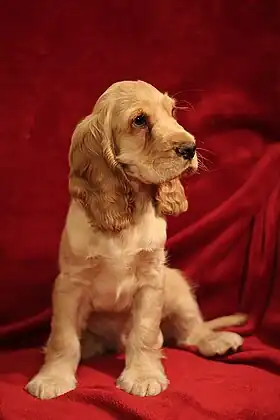 Image illustrative de l’article Cocker spaniel anglais