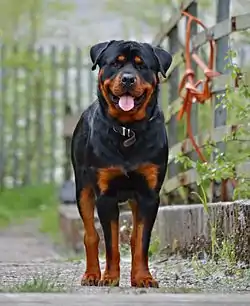 Chien Rottweiler de face, couleur noire dominante.