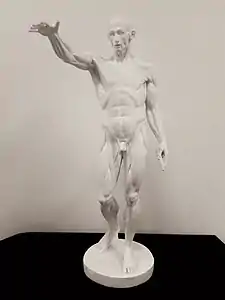 Reproduction en plâtre d'après Houdon.