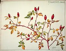 Étude de fruits d'églantier, 1897, Henri Bergé, Musée de l'Ecole de Nancy