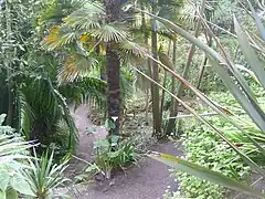 Palmier à chanvre expédié de Chousan par Charles de Montigny sept ans après l'entrée en vigueur du traité de Whampoa puis planté en 1856 à Porzantrez.