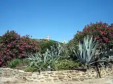 Photographie couleur de végétation de type maquis depuis un chemin.