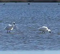 Des spatules royales.