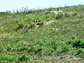 Une famille de marmotte dans la steppe russe au printemps.