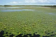 Nuphars dans la réserve naturelle Bolonski.