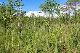 plaine inondable de la rivière Zbitenka, classée