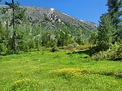 Prairie avec des arbres de la taïga près du lac Inférieur.