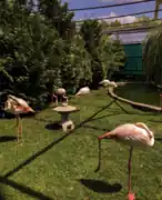 Flamants roses.