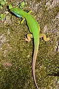lacerta viridis,