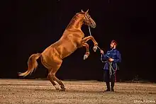 Cheval roux-doré qui se cabre devant un homme en uniforme.