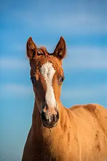 Tête d'un poulain de couleur rousse dorée, vu de face.