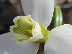 Intérieur de la corolle de Galanthus elwesii