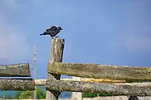Photographie d'un oiseau noir de profil sur un poteau en bois d'une clôture au centre-gauche, avec comme arrière-plan un ciel bleu.