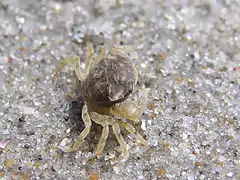 Rhithropanopeus harrisii