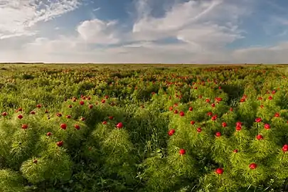 Une portion protégée de la steppe ukrainienne au printemps, fleurie de pivoines sauvages (Paeonia tenuifolia).
