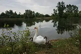la réserve ornithologique, classée,