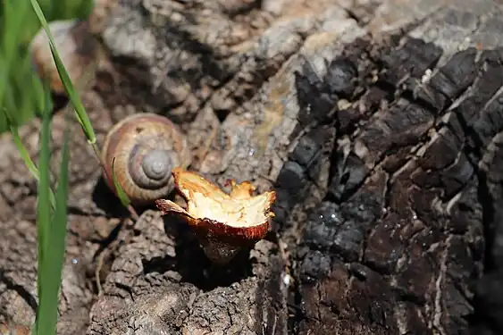 Vieux tronc, escargot et champignon en Arménie en mai 2017.