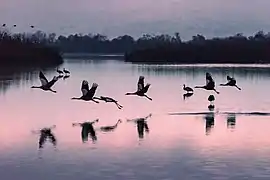 Oiseaux dans la vallée de la Houla.