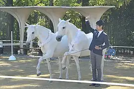 Deux chevaux blancs avec un homme asiatique.
