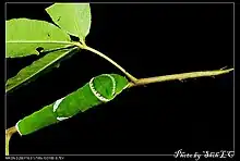 Chenille, vue de dos