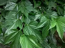Mireille et Vincent cueillent des feuilles de mûrier pour les vers à soie, tombent, s'embrassent et font leur déclaration.