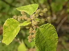 Glomérules femelles.