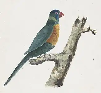 Perroquet vert, aquarelle (c. 1819, National Library of Australia).