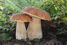 Boletus edulis (Boletaceae).