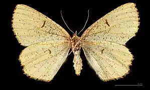 Angerona prunaria prunaria  ♀   △