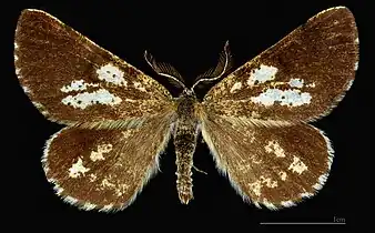 MHNTBupalus piniaria ♂