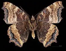 Nymphalis xanthomelas anna MHNT ♂ △