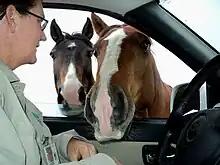 Deux chevaux passent la tête par la voiture d'une voiture, conduite par une femme.