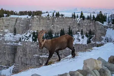 Bouquetin mâle au Creux-du-Van.