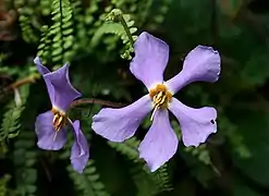 Ramondie des Pyrénées Ramonda myconi