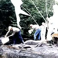 Ensemencement réel de 4000 Tacons.