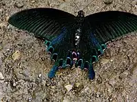 Papilio dialis tetsuta