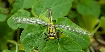 Les yeux sont nettement séparés