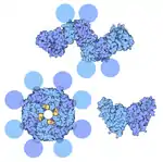 Différentes configurations (monomère, dimère, tétramère) de la protéine VP40 de la matrice, d'après 4LDD, 1H2C et 4LDB