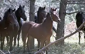 Chevaux de Paranésti, en 1992