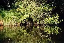 Végétation dense des rives