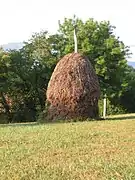 Photographie d’une meule de fougères sur fond arboré.