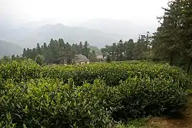 Image illustrative de l’article Thé en Chine