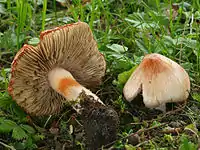 L'inocybe de Patouillard (Inocybe erubescens).