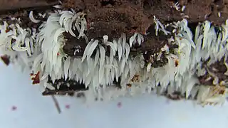 Mucronella bresadolae