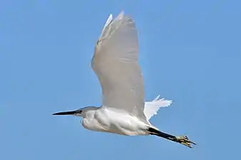 Photographie d'un échassier blanc en vol, l'extrémité de ses pattes est vert-jaune.