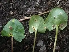 Sores de téleutospores d’Uromyces ficariae (sv) sur les feuilles de Ficaire.