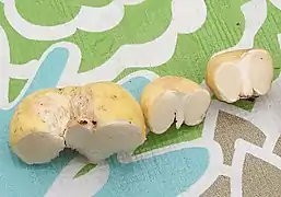 Macowanites luteolus