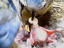 Photo de 2 adultes observant leur nichée, un des adultes récupère le sac fécal d'un oisillon.