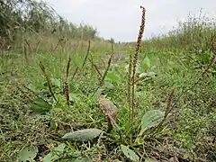 Cortège de plantes rudérales résistantes au stress mécanique en plein milieu d'une bande de cheminement, grâce, pro parte, à une rosette (grand plantain), une touffe (pâturin annuel), des tiges traçantes (Renouée des oiseaux).