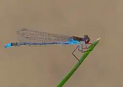 Naïade aux yeux rouges.